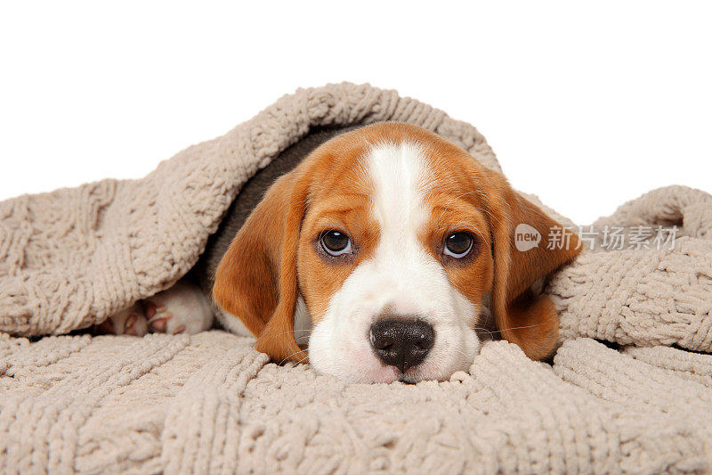 小猎犬狗躺在毯子下面
