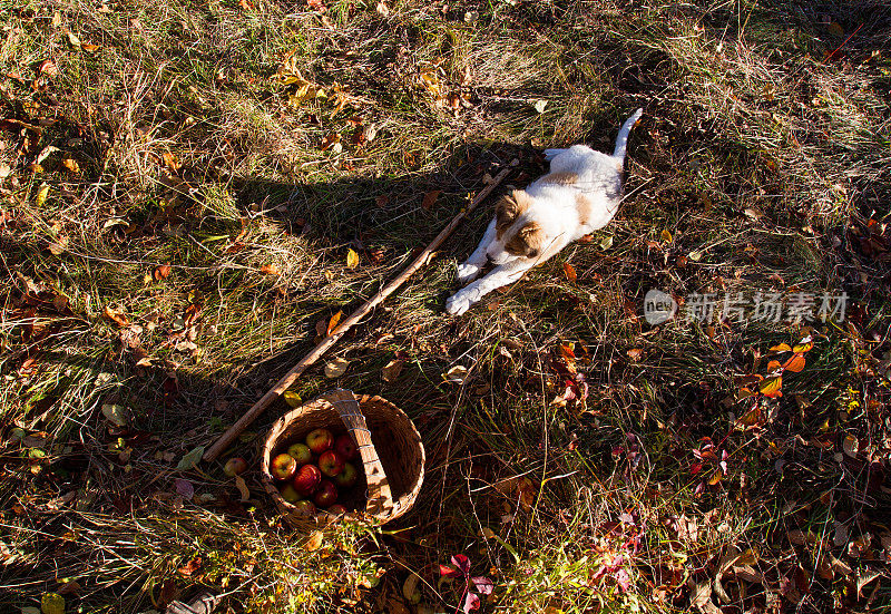 篮子里的苹果躺在秋天的草地上，旁边是一只小狗