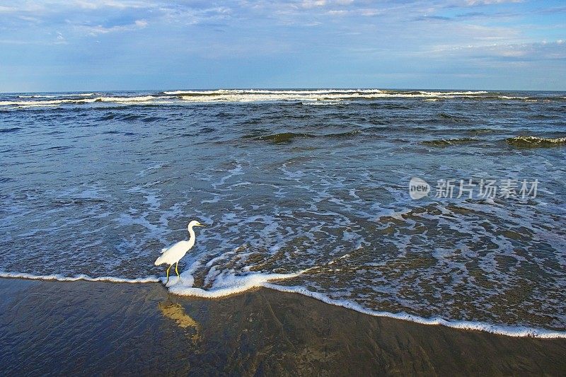 美国南卡罗来纳，日出时，苍鹭海鸟与海浪站在海滩上