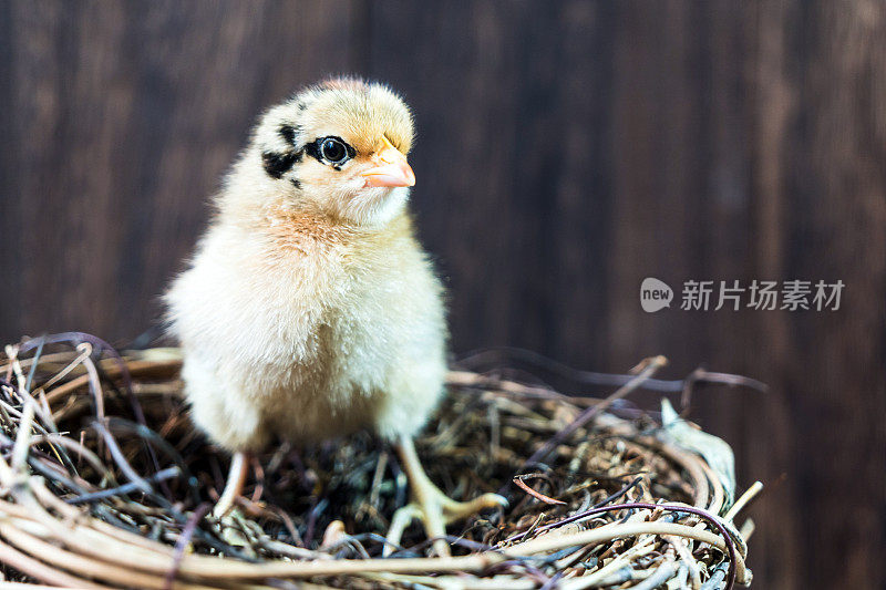 美丽的鸡宝宝