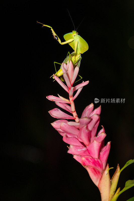 蒙面螳螂在夜晚在红姜花上跟踪猎物