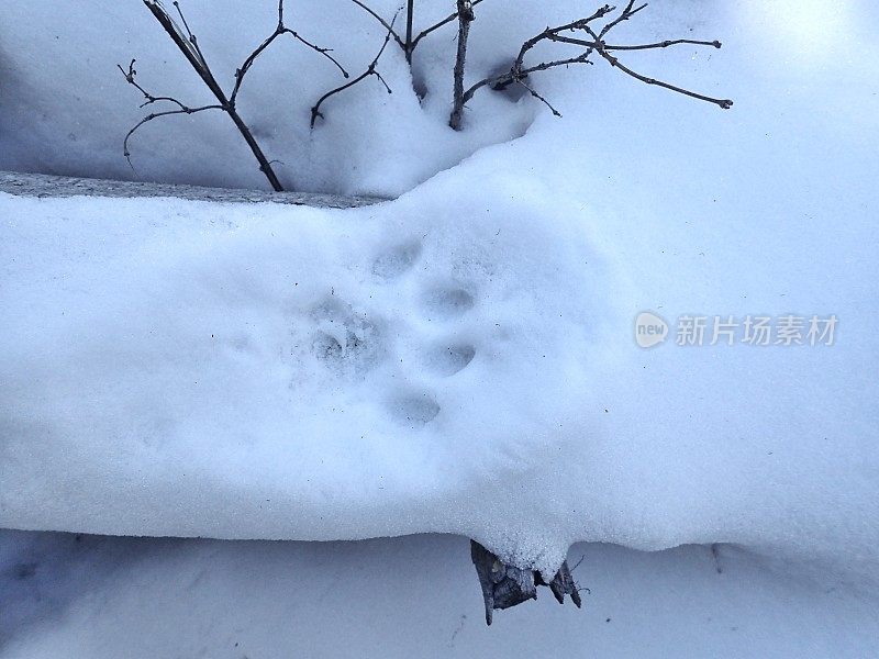 山猫跟踪