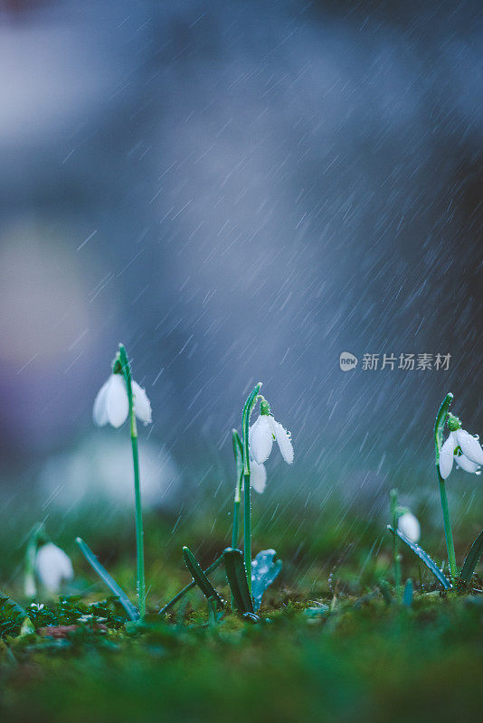 春雨中的雪兰