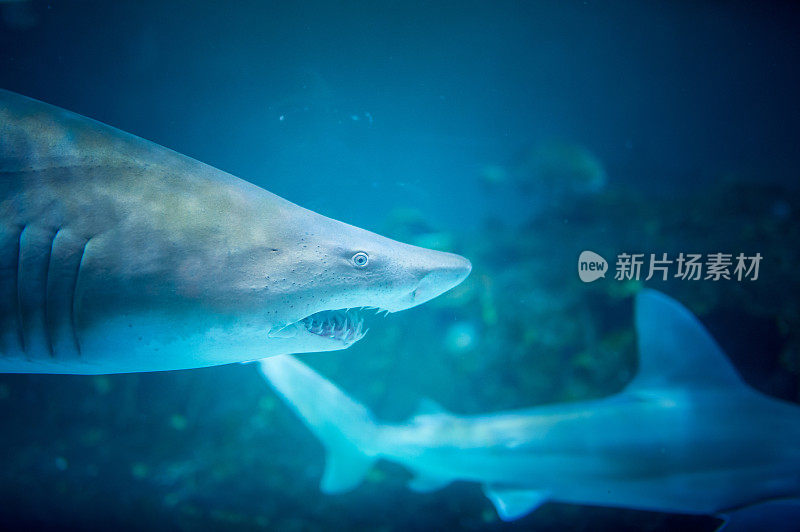 沙虎鲨在水族馆