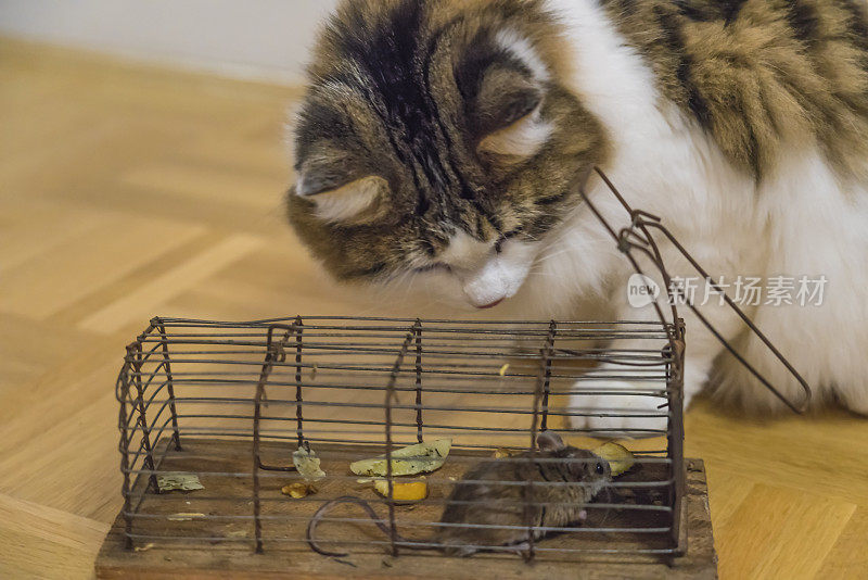 西伯利亚猫和捕鼠器与老鼠