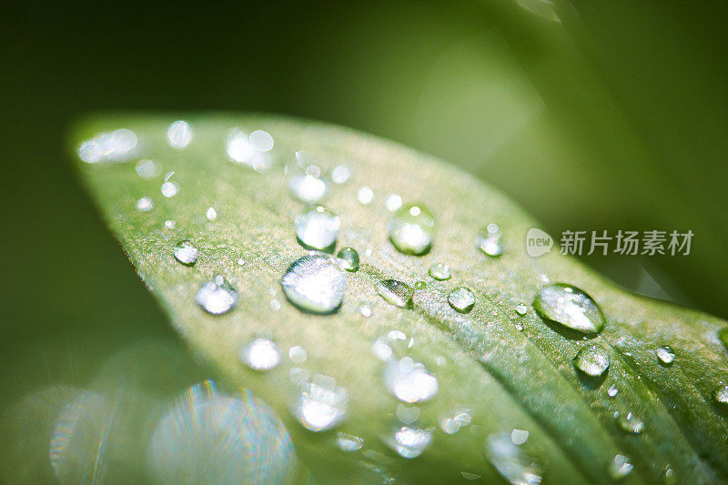 春叶上的雨滴特写