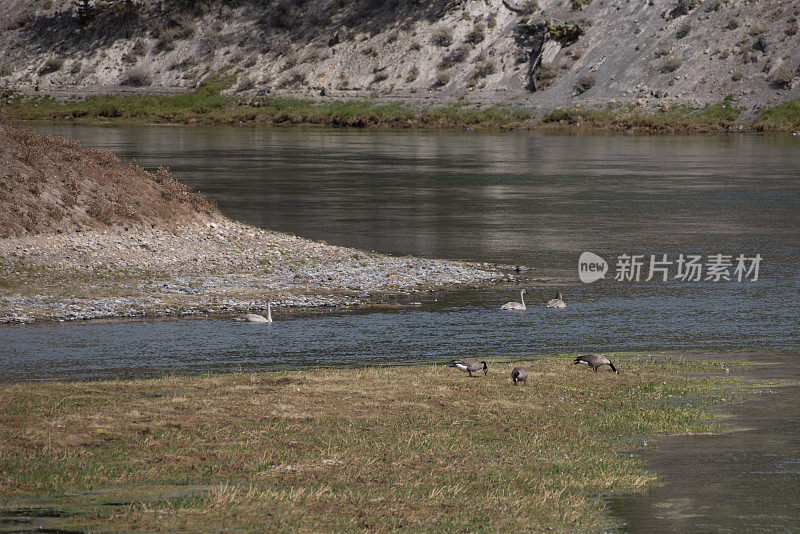 在Yellowston河里，一对号手天鹅和三个婴儿