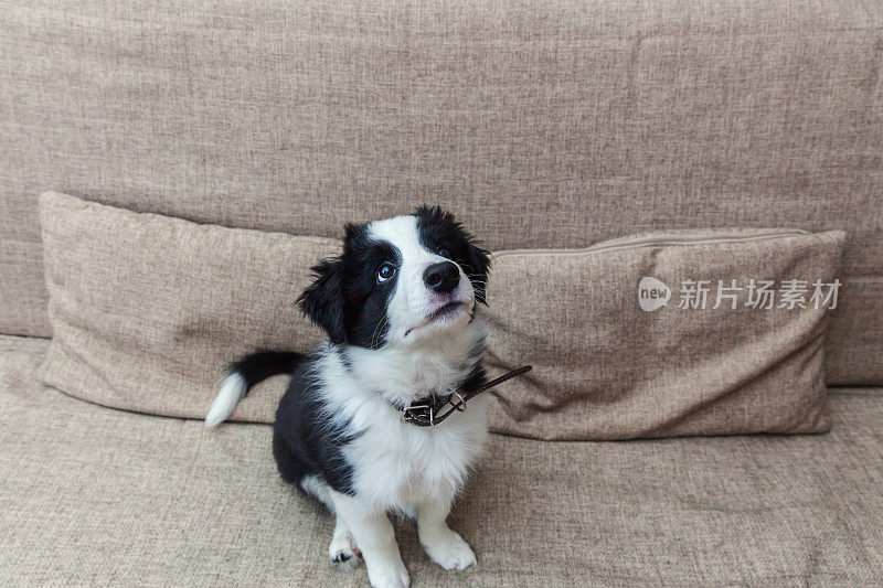 有趣的肖像可爱的微笑小狗边境牧羊犬在家沙发上等待奖励