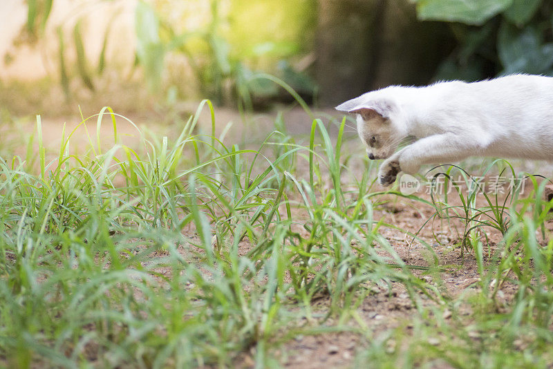 白色小猫跳起来攻击