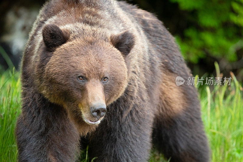加拿大大熊雨林中的灰熊