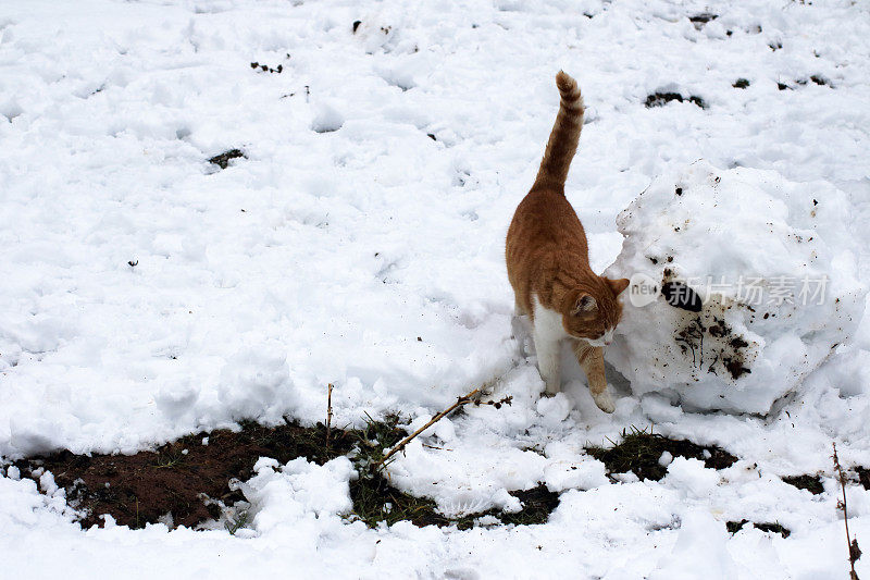 猫在雪