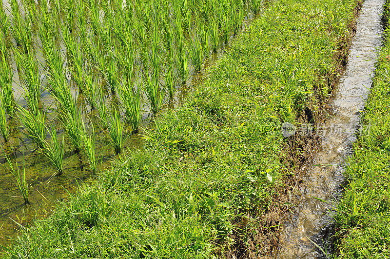 稻田里有水――印尼