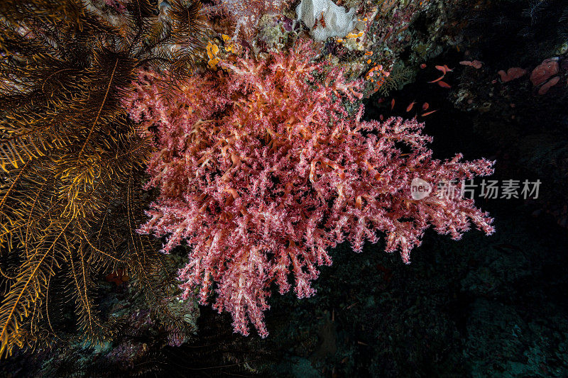 美丽的软珊瑚深悬，班达海，印度尼西亚