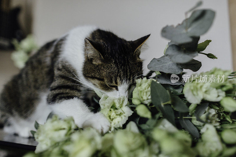 猫闻着一束花