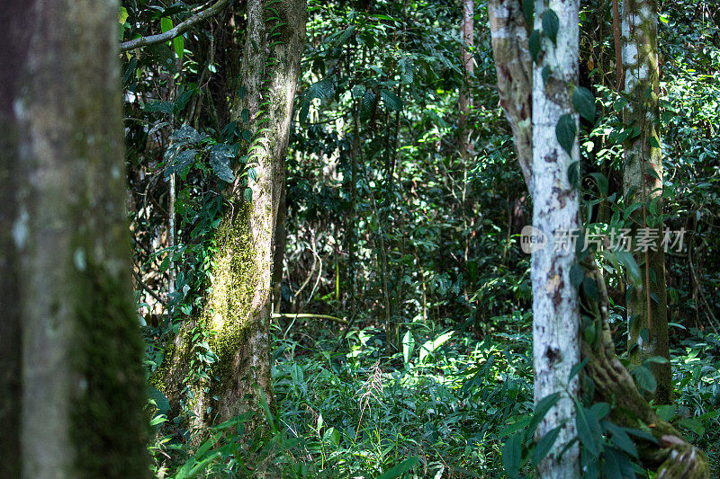 马来西亚:Kinabatangan