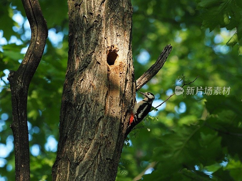 小斑点啄木鸟