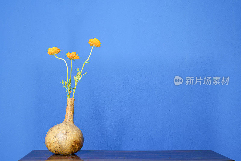 蓝底葫芦瓶中的桔黄色毛茛花