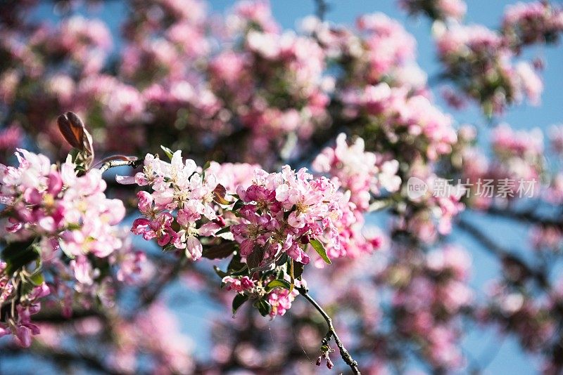 美丽的花朵苹果树的树枝在春天的风中摇摆。