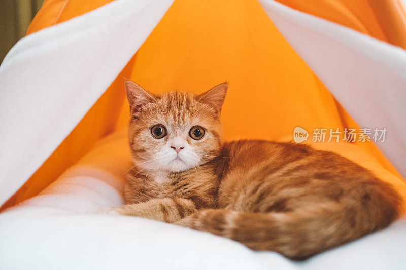 可爱的红猫躺在床上