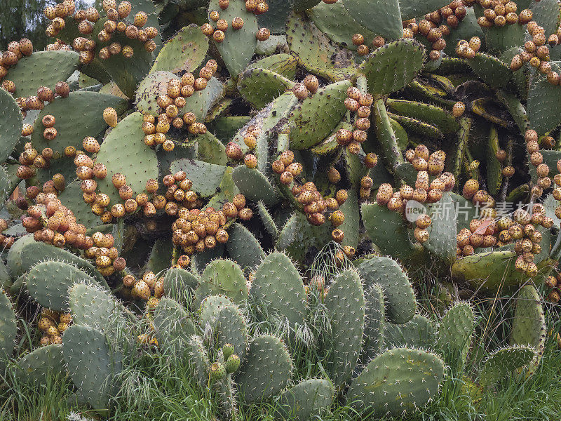 海狸尾仙人掌植物