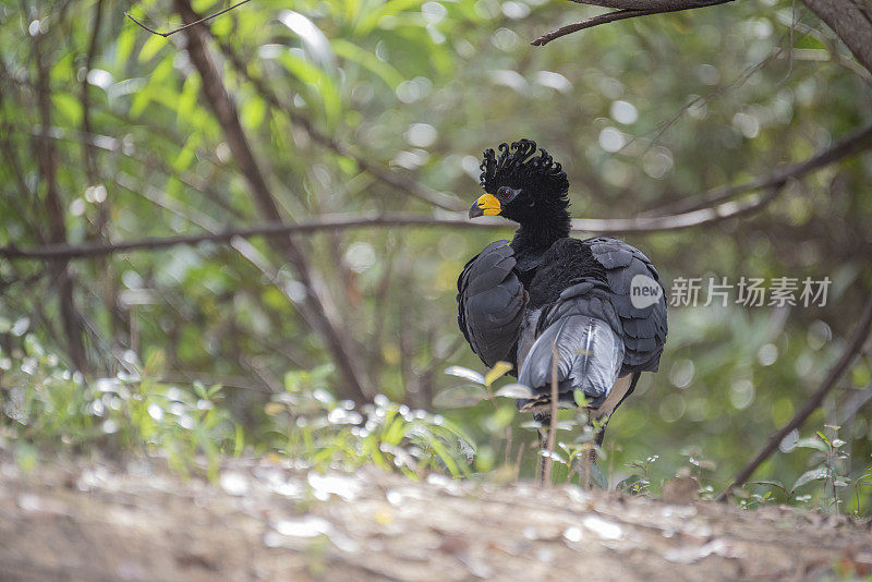 伟大的大鸟