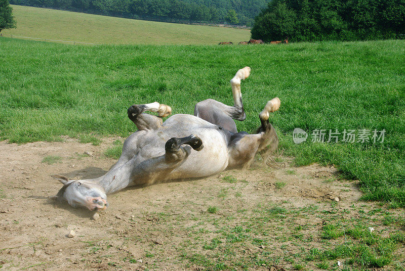 马在一个温暖的夏天