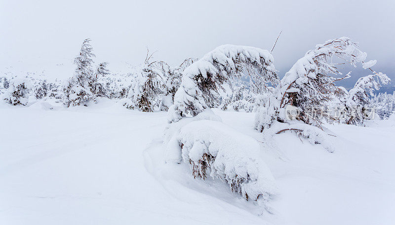 雪后冰雪覆盖的冷杉林和冬日灰蒙蒙的天空。喀尔巴阡山脉,乌克兰。