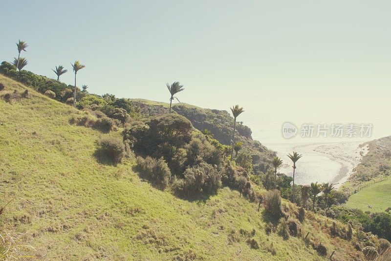 太阳耀斑海岸悬崖与棕榈树