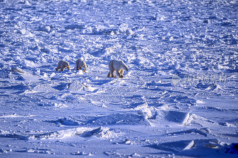 北极熊妈妈和两只幼崽在冰冷的哈德逊湾