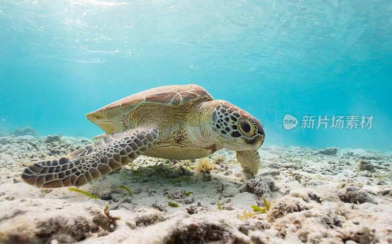 海龟在清澈湛蓝的海水天堂