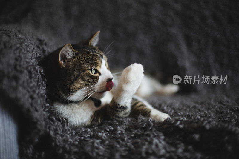 沙发上的虎斑猫