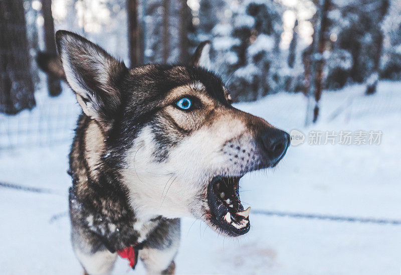 雪地里一只蓝眼睛的哈士奇狗的肖像