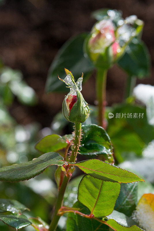 黄色玫瑰的花蕾，芝加哥和平，在加拿大的雪下