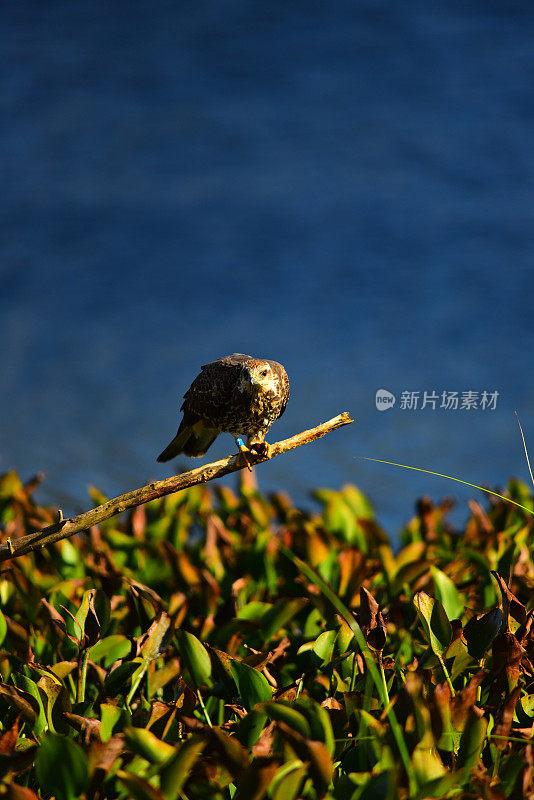 栖息在高处的蜗牛风筝面朝镜头，爪子里夹着苹果蜗牛的食物