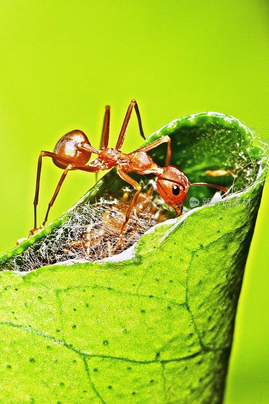 蚂蚁看着折叠的叶巢。