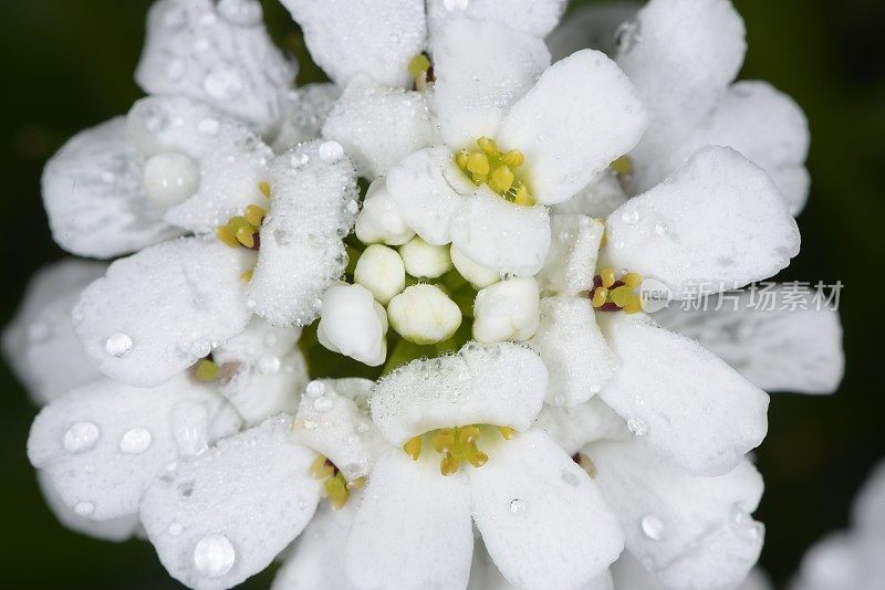 屈曲花属植物