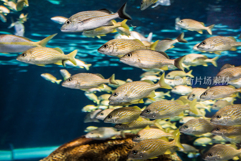 鱼群在水族馆