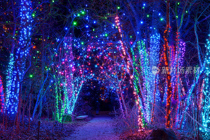 灯光之路-一个小的徒步小径的夜景，通过一个被五颜六色的灯光照亮的树林在丹佛植物园在它的节日光之花事件。美国科罗拉多州丹佛市。