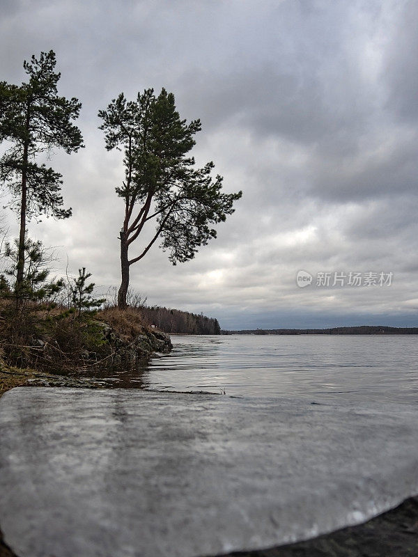 在一个多云的春日，高大的松树在Saimaa运河的石堤上