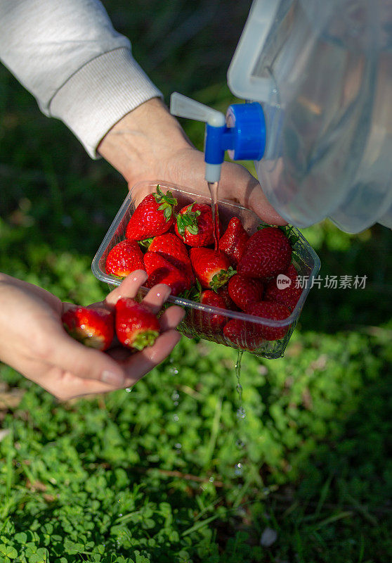 新鲜的草莓和清洗下水龙头库存照片