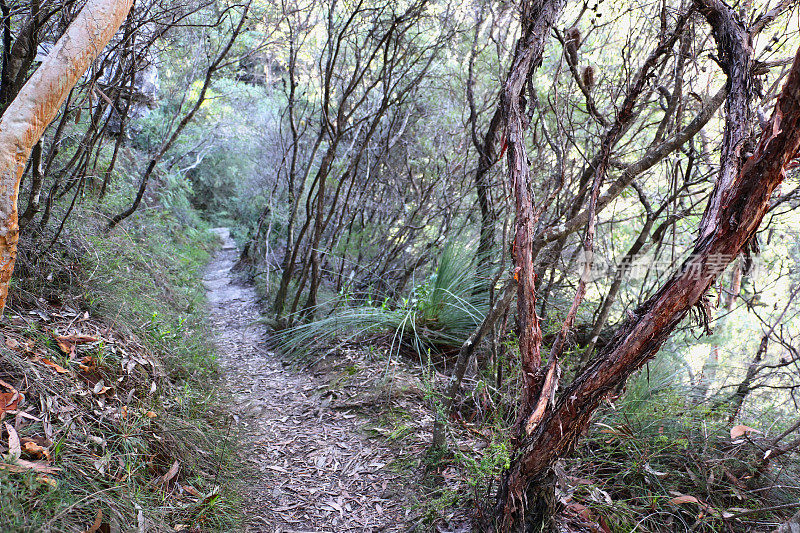 沿澳洲丛林山坡行走的小径