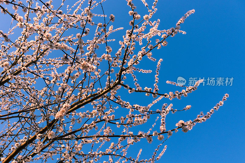 蓝色背景的梅花