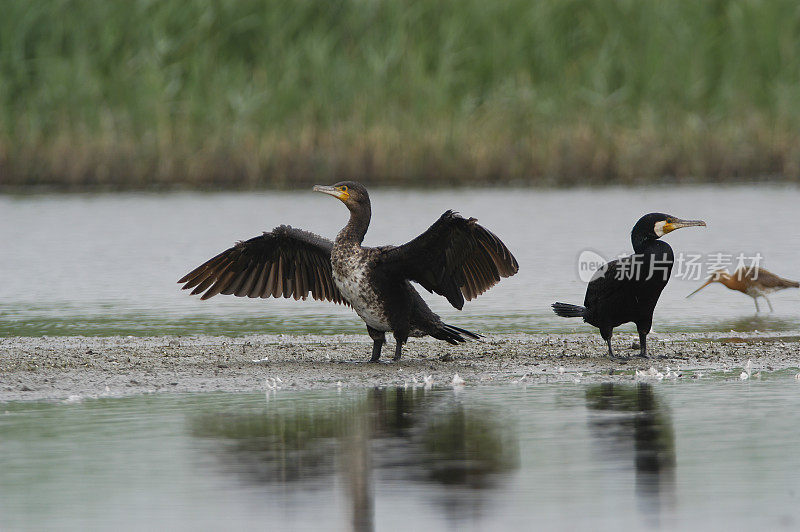 鸬鹚(Phalacrocorax碳水化合物)