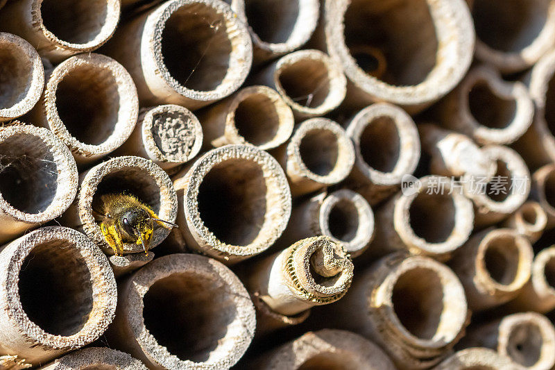 双角蜂或红泥瓦蜂身上有黄色花粉