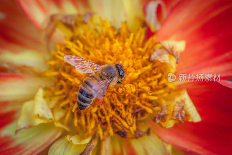 蜜蜂在大丽花上“小熊维尼”