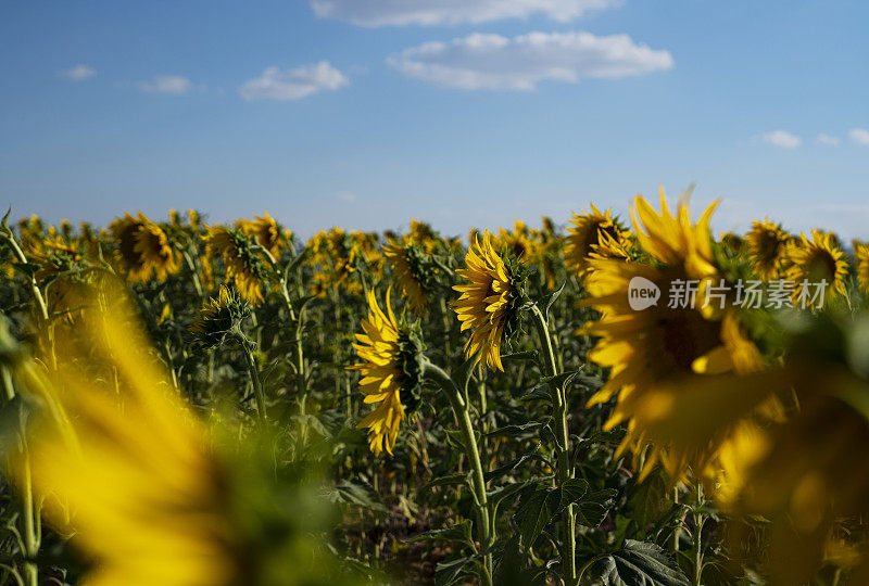 夕阳下的向日葵田