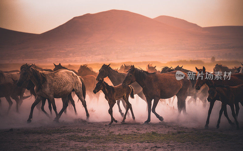 日落时分，一群野马在尘土中奔驰