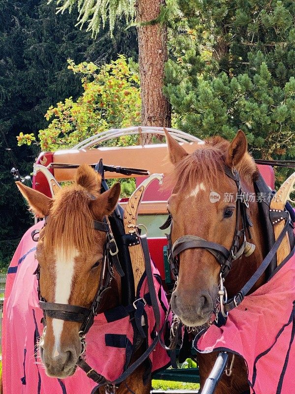 两匹马在一辆马车旁，等待着下一次旅行，它们的头靠近了