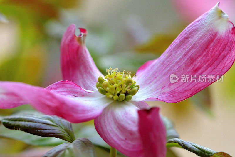 山茱萸花的极端特写照片，被花瓣状苞片包围