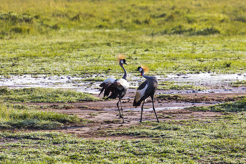 非洲平原上的冠鹤与另一只鹤互动